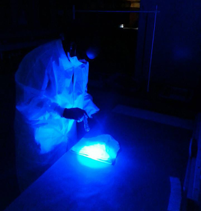 investigator shining blue light on evidence