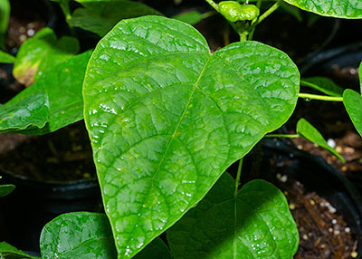 large heart-shaped leaf
