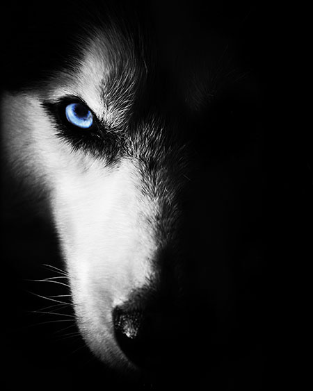 image of a wolf with a bright blue eye, hald of its face hidden by shadow