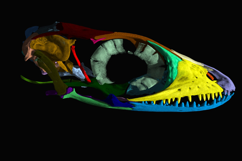 CT scan of a lizard
