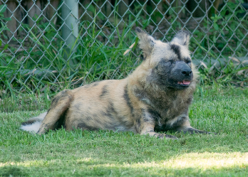 Hyena