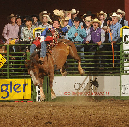 Price on a bucking horse