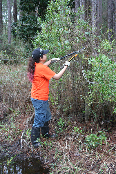 student clipping dead branches from a tall shrub