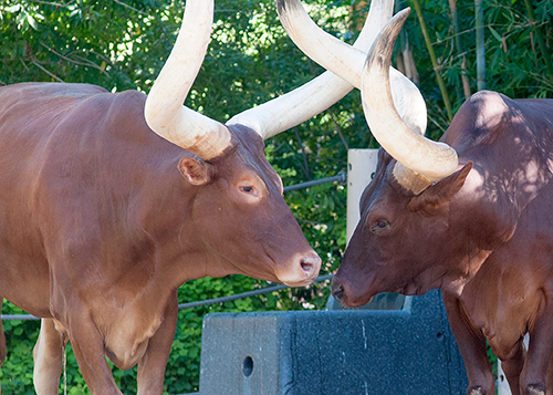 longhorn cows