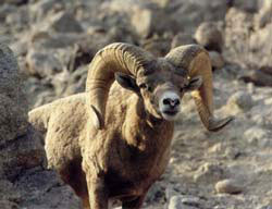 Peninsular Bighorn Sheep