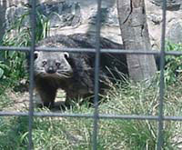 Binturong--NOT a Bearkat