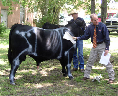 Stanley Kelley with bull